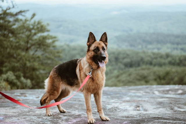 The Art and Science of German Shepherd Dog Breeding: Crafting Canine Excellence